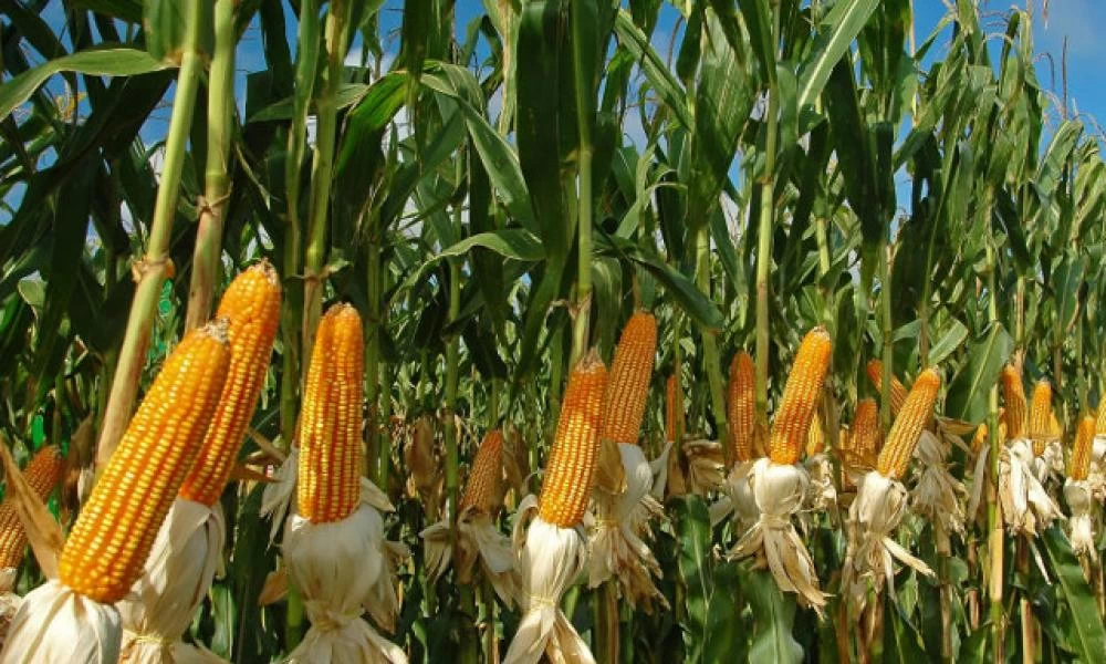 Ανεβαίνουν παγκοσμίως οι τιμές του καλαμποκιού εξαιτίας της Κίνας